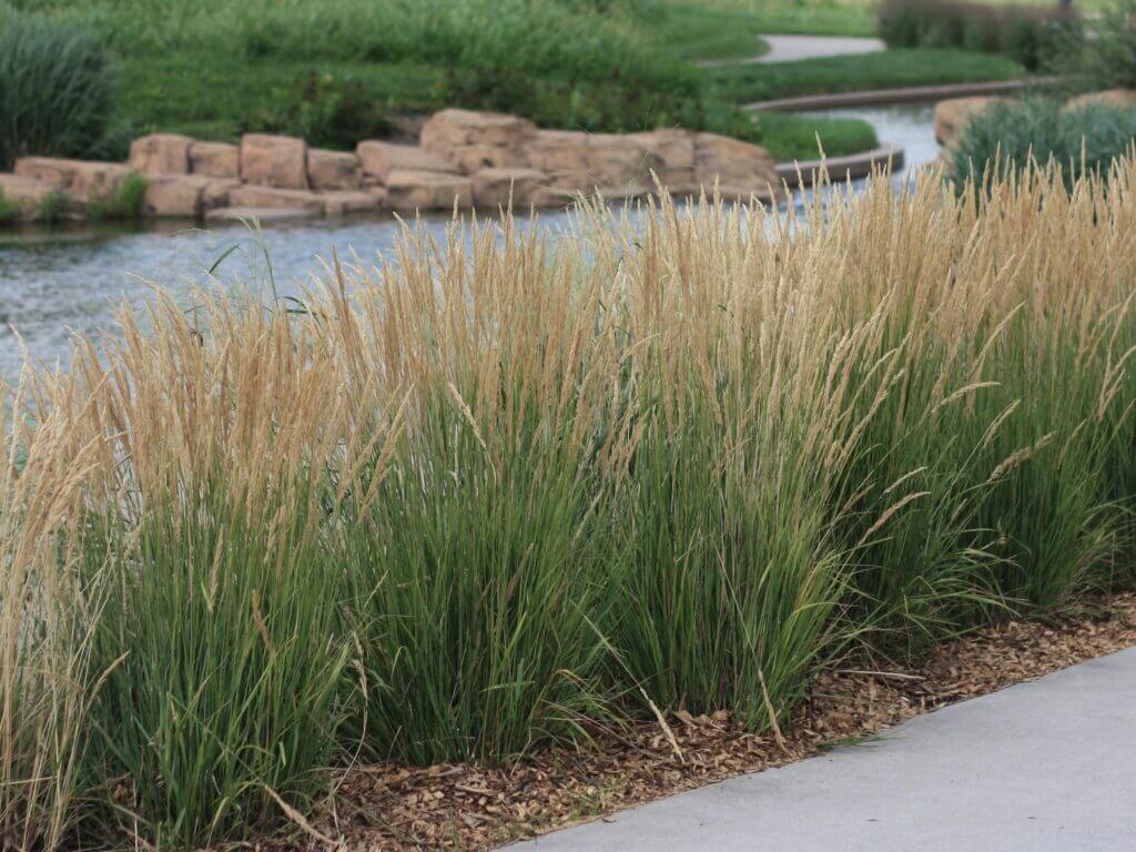 Grass, Feather Reed Karl Foerster