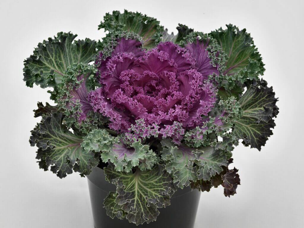 Ornamental Kale, Nagoya Red