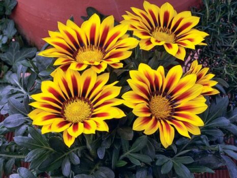 Gazania, Kiss Yellow Flame - Campbell's Nursery