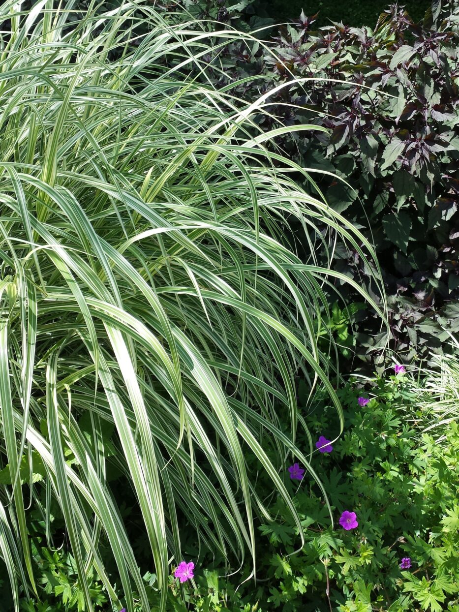 Grass Maiden Variegated Campbell S Nursery