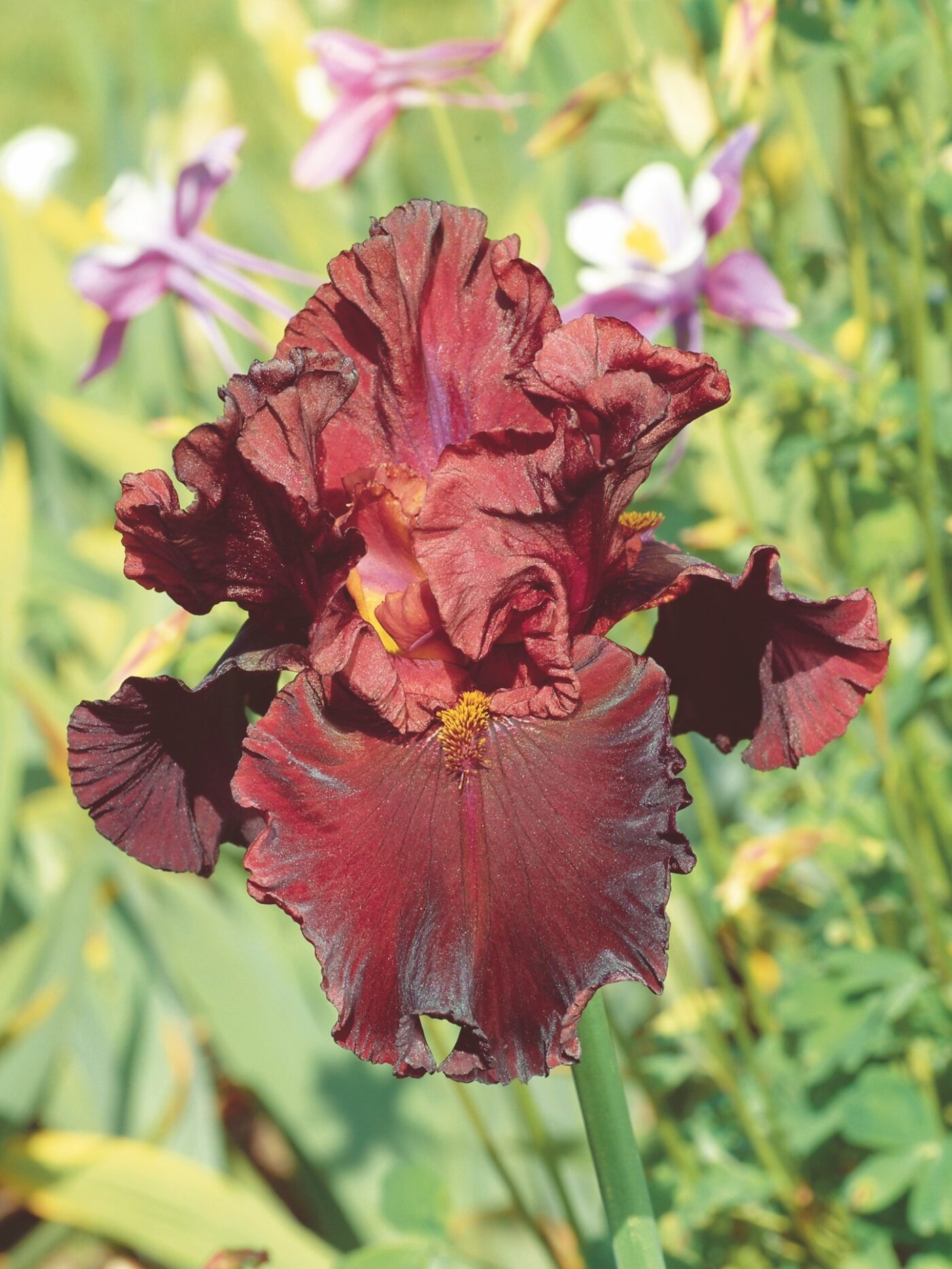 Iris, German Bearded Raptor Red - Campbell's Nursery