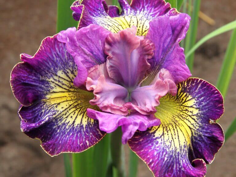 Iris, Siberian How Audacious - Campbell's Nursery