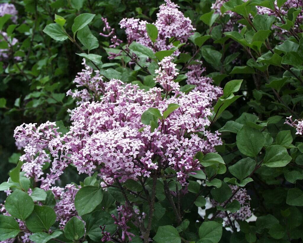 Lilac, Dwarf Korean - Campbell's Nursery