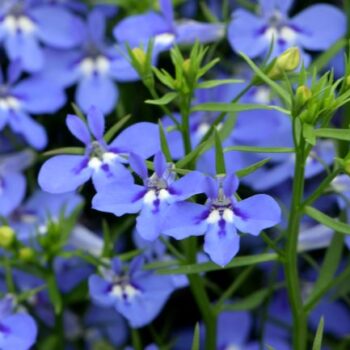 Lobelia, Hot Water Blue - Campbell's Nursery