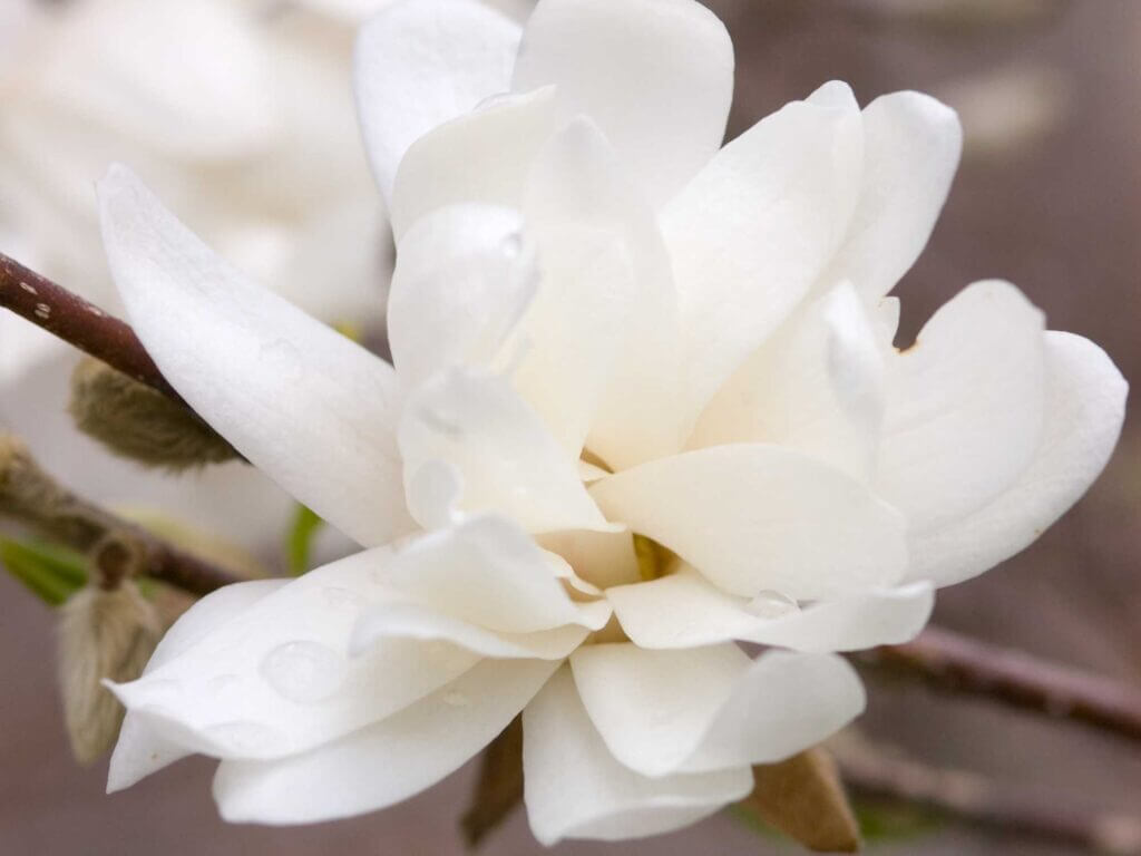 Magnolia, Loebner Dr. Merrill - Campbell's Nursery