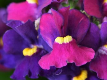 Nemesia, Escential Bumbleberry - Campbell's Nursery