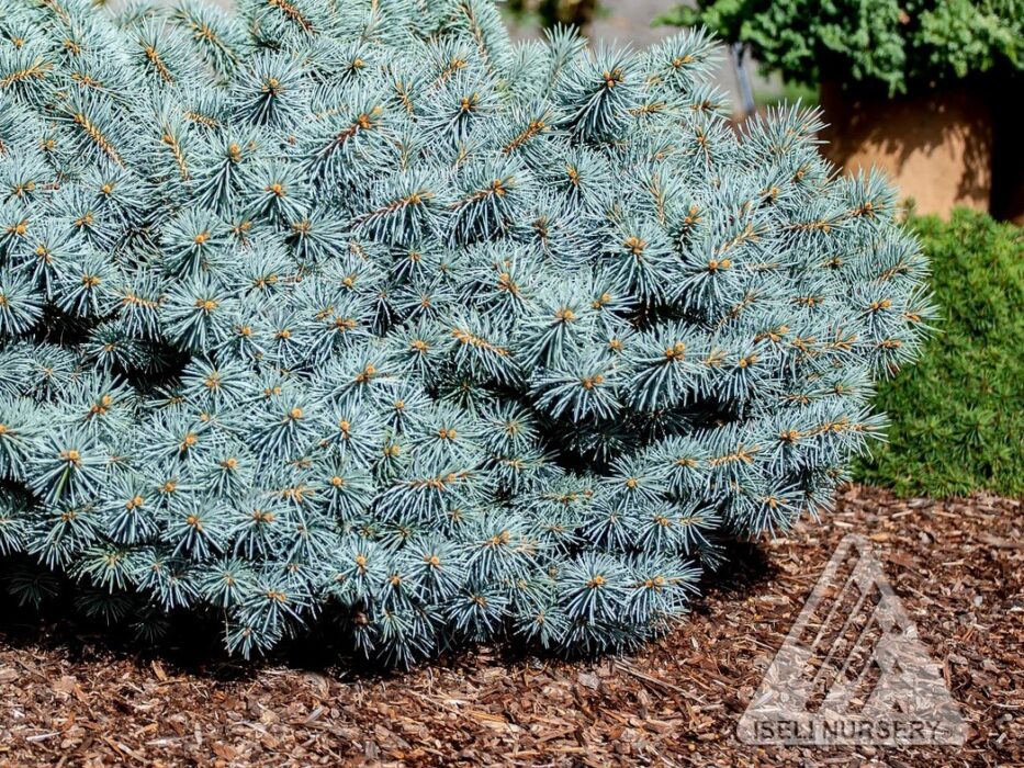 Spruce, Colorado Christina - Campbell's Nursery