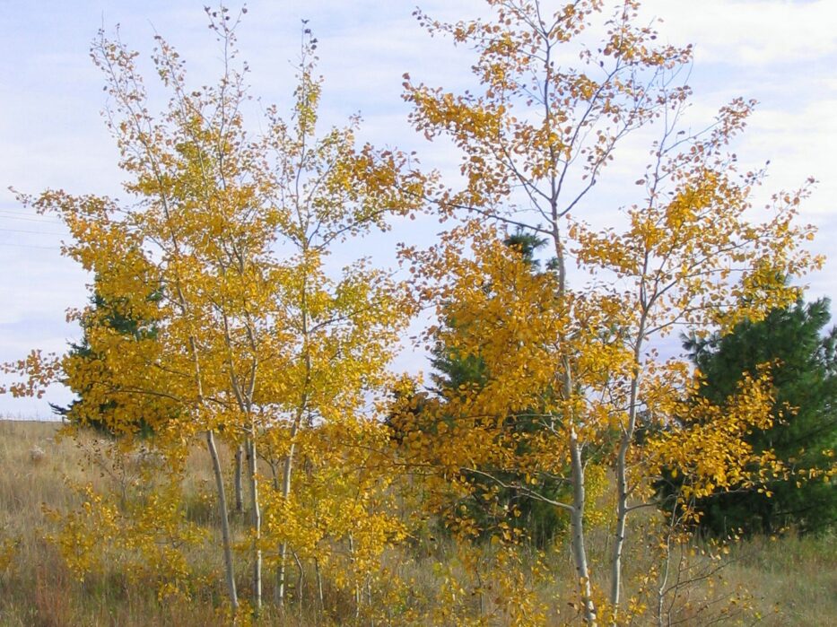 Aspen, Prairie Gold - Campbell’s Nursery