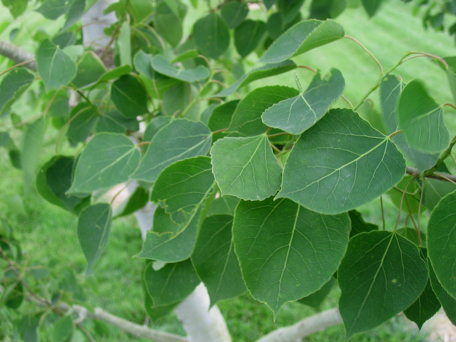 Aspen, Prairie Gold - Campbell’s Nursery