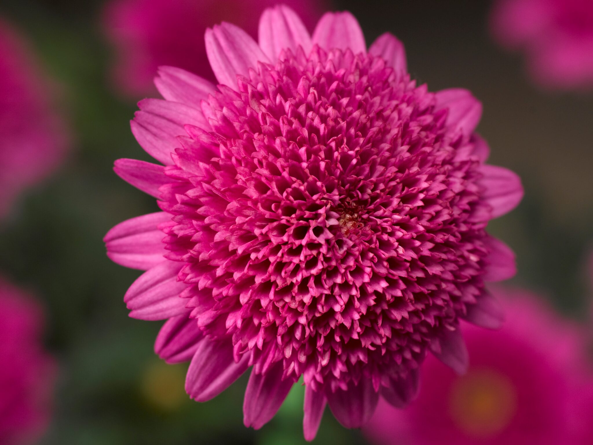 Argyranthemum Sassy Double Deep Rose Campbells Nursery 3036