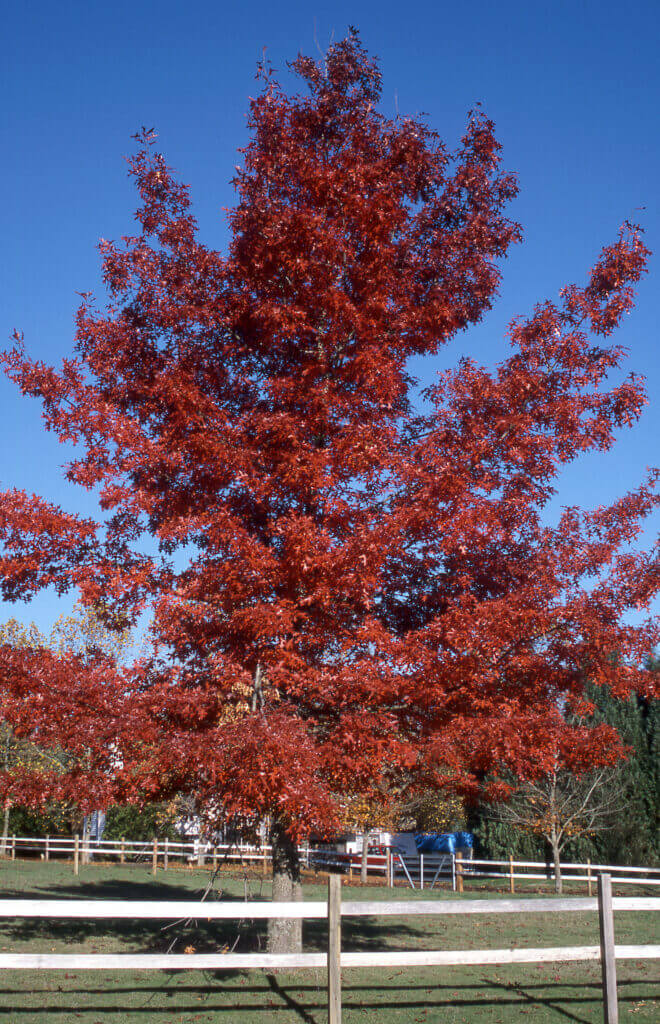 Oak, Scarlet - Campbell's Nursery