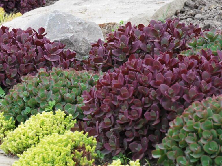 Sedum, Firecracker - Campbell's Nursery