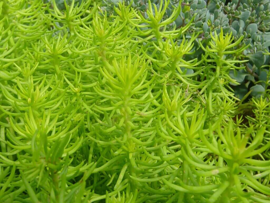 Sedum, Angelina