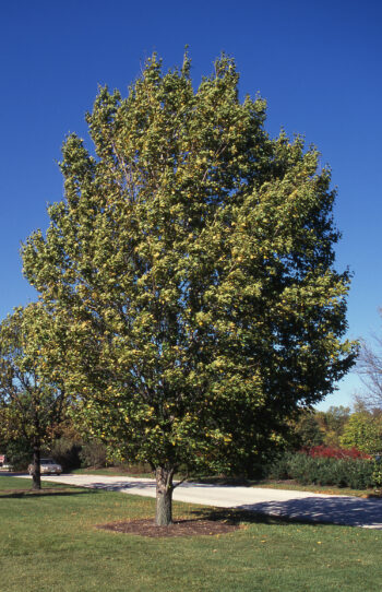 Maple, Miyabei State Street - Campbell's Nursery