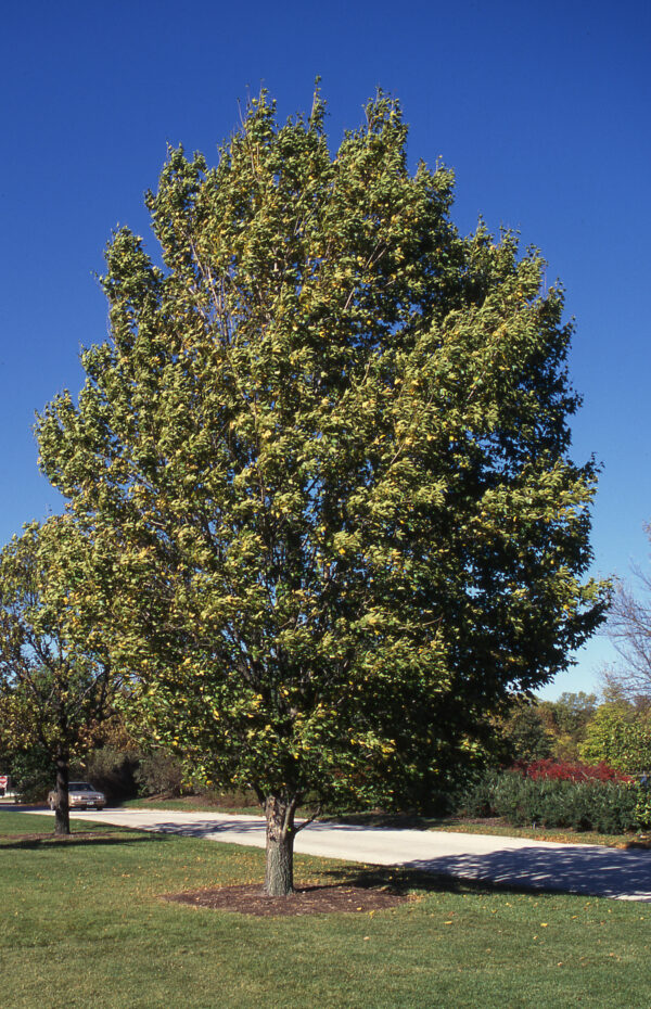 Maple, Miyabei State Street - Image 2