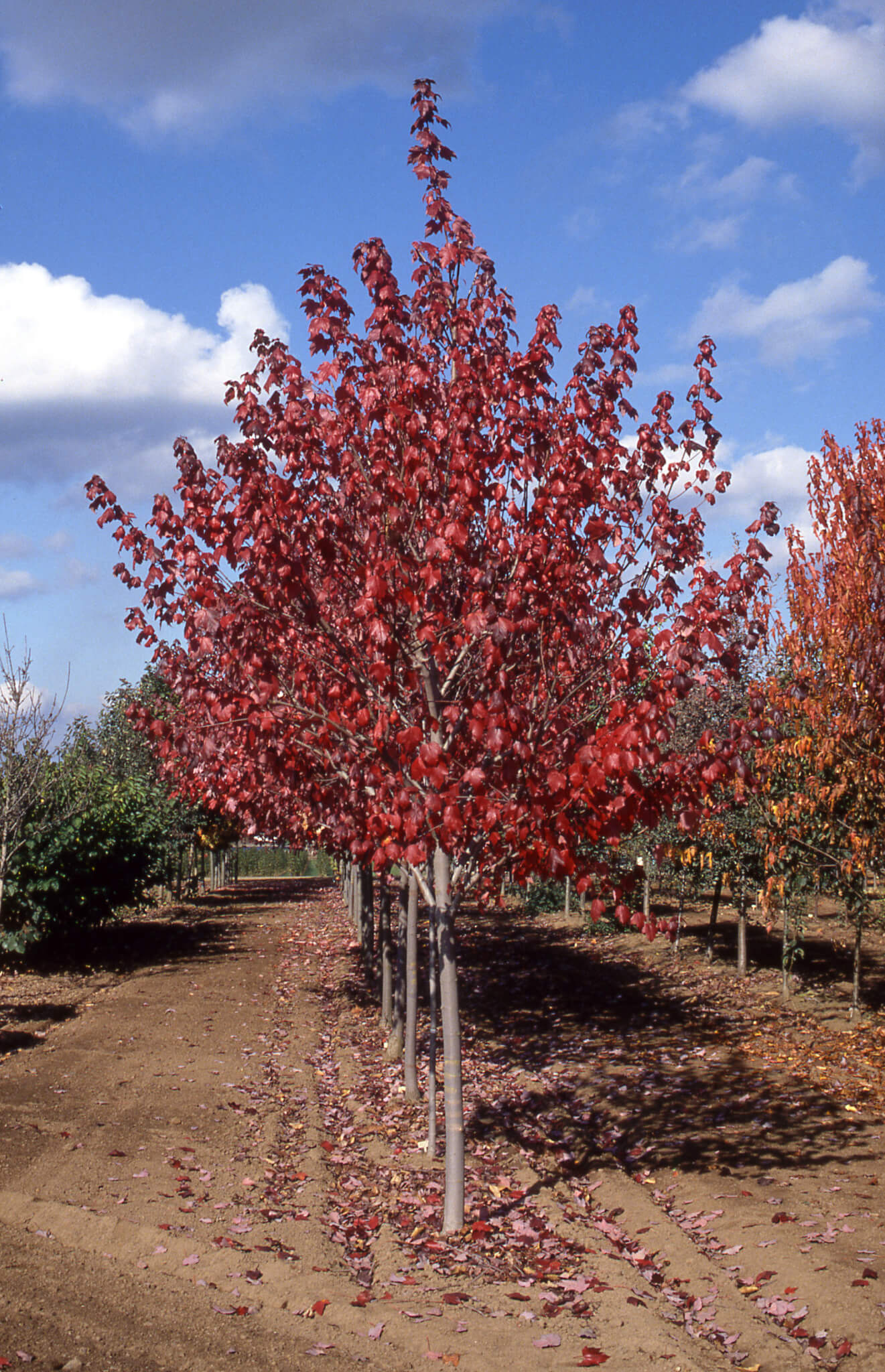 Maple, Red Sun Valley - Campbell's Nursery