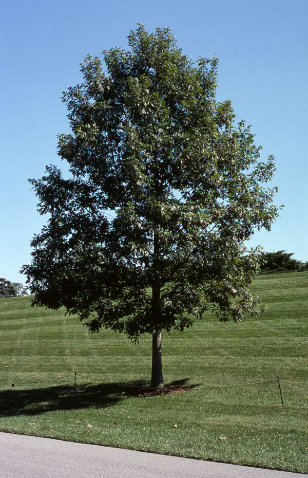 Oak, White - Image 2