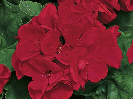 Geranium Americana Dark Red Campbells Nursery