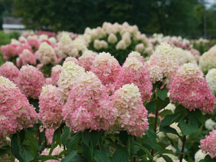 Hydrangea, Panicle Limelight Prime - Campbells Nursery