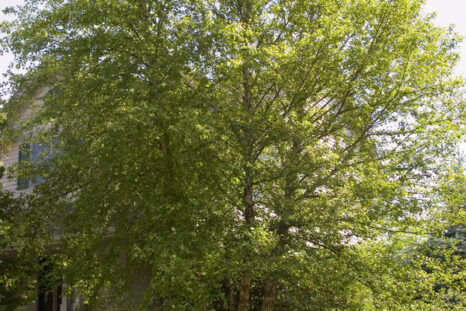 Birch, River Heritage - Campbell's Nursery