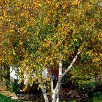 Birch, Whitespire - Campbell's Nursery