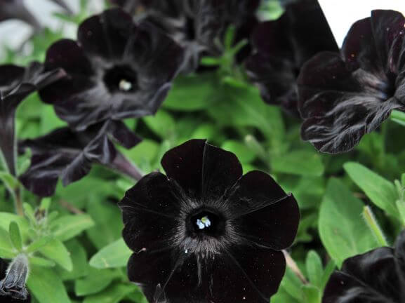 Petunia, Sweetunia Black Satin - Campbells Nursery