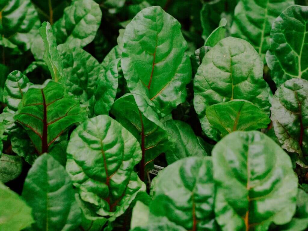 Swiss Chard, Bright Lights