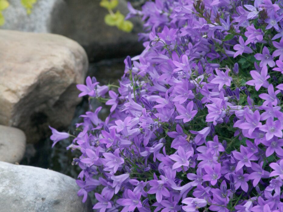 Campanula, Blue Waterfall - Campbells Nursery