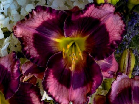 Daylily, Storm Shelter - Campbell's Nursery