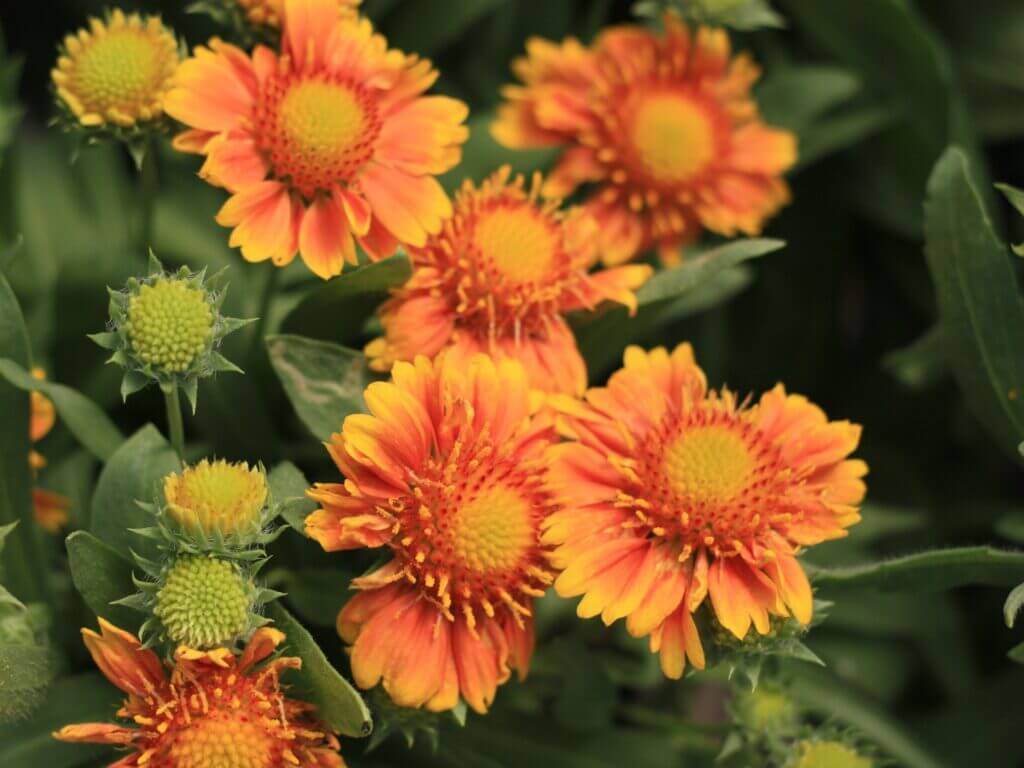 Gaillardia, Arizona Apricot - Campbell's Nursery