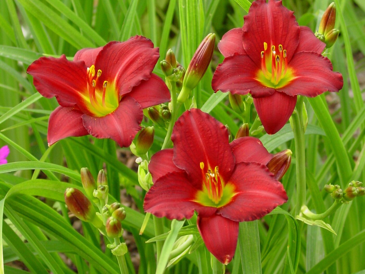 Daylily Pardon Me Campbells Nursery