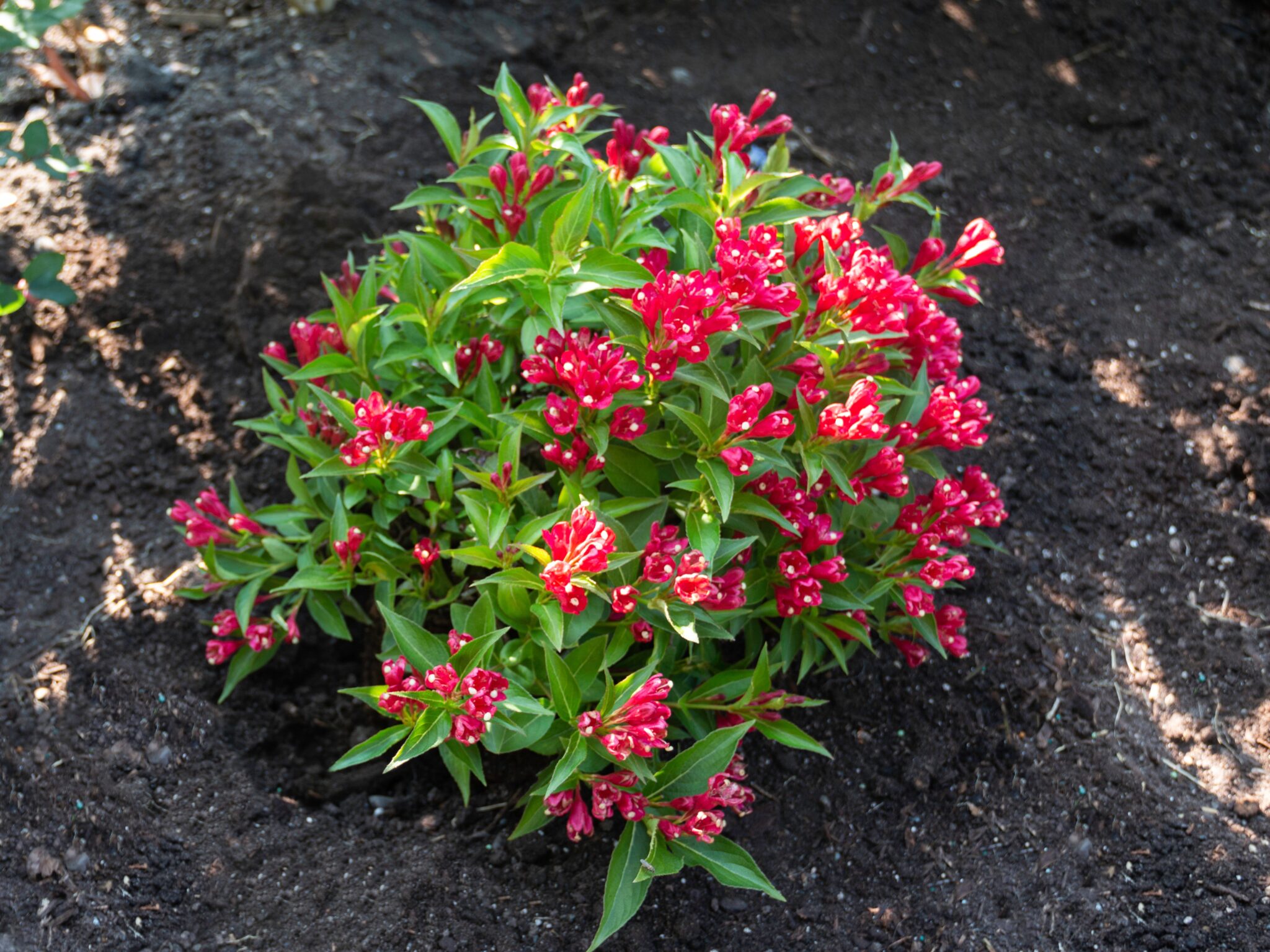 Weigela, Crimson Kisses - Campbells Nursery