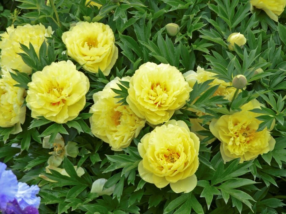 Peony, Itoh Bartzella - Campbell's Nursery