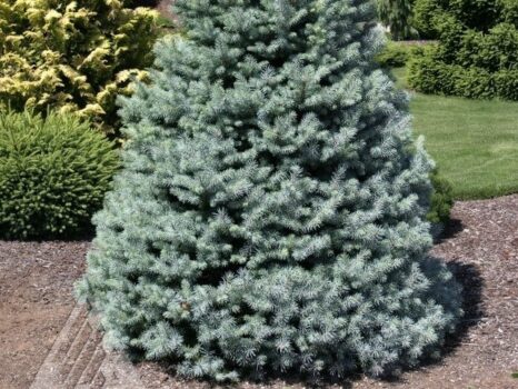 Spruce, Colorado Sester's Dwarf - Campbell's Nursery