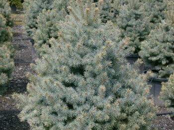 Spruce, Colorado Sester's Dwarf - Campbell's Nursery