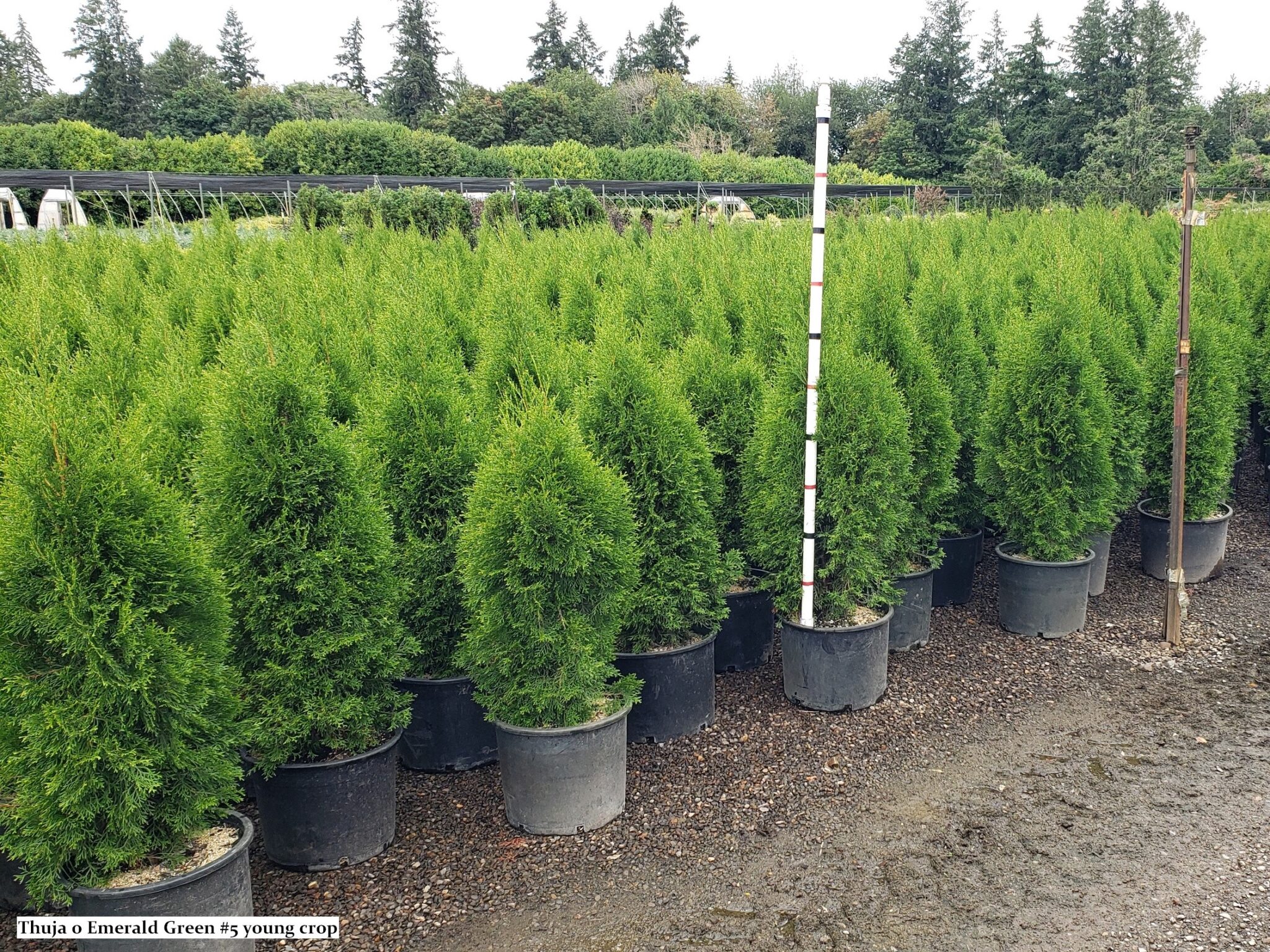 Arborvitae, Emerald Green - Campbells Nursery