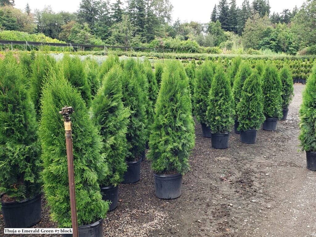 Arborvitae, Emerald Green - Campbells Nursery