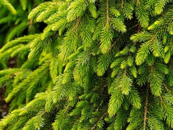 Spruce, Serbian Bruns Weeping - Campbell's Nursery