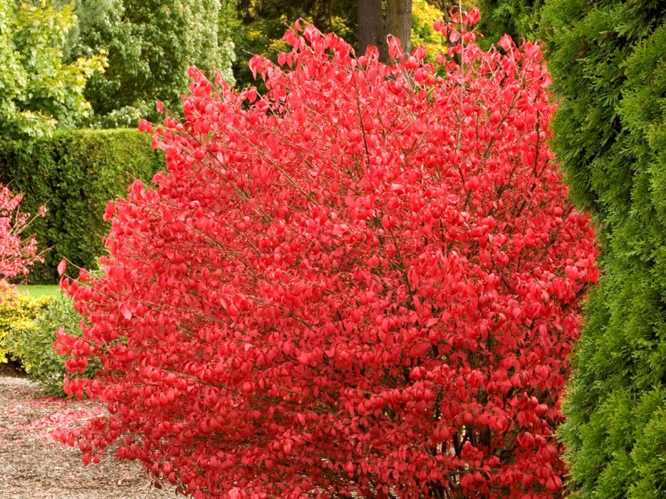 Burning Bush, Coles Compact - Campbell's Nursery