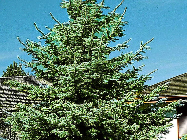 Colorado Blue Spruce - PlantingTree