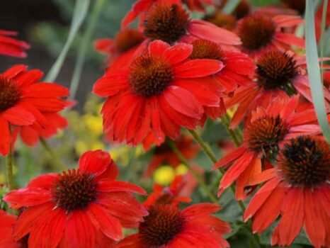 Coneflower, Salsa Red - Campbell's Nursery