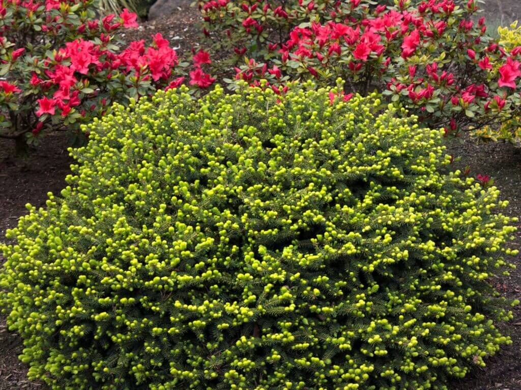 Spruce, Norway Dwarf - Campbell's Nursery