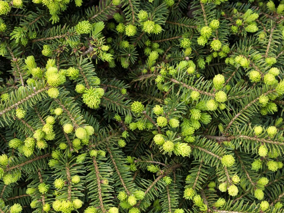 Spruce, Norway Dwarf - Campbell's Nursery