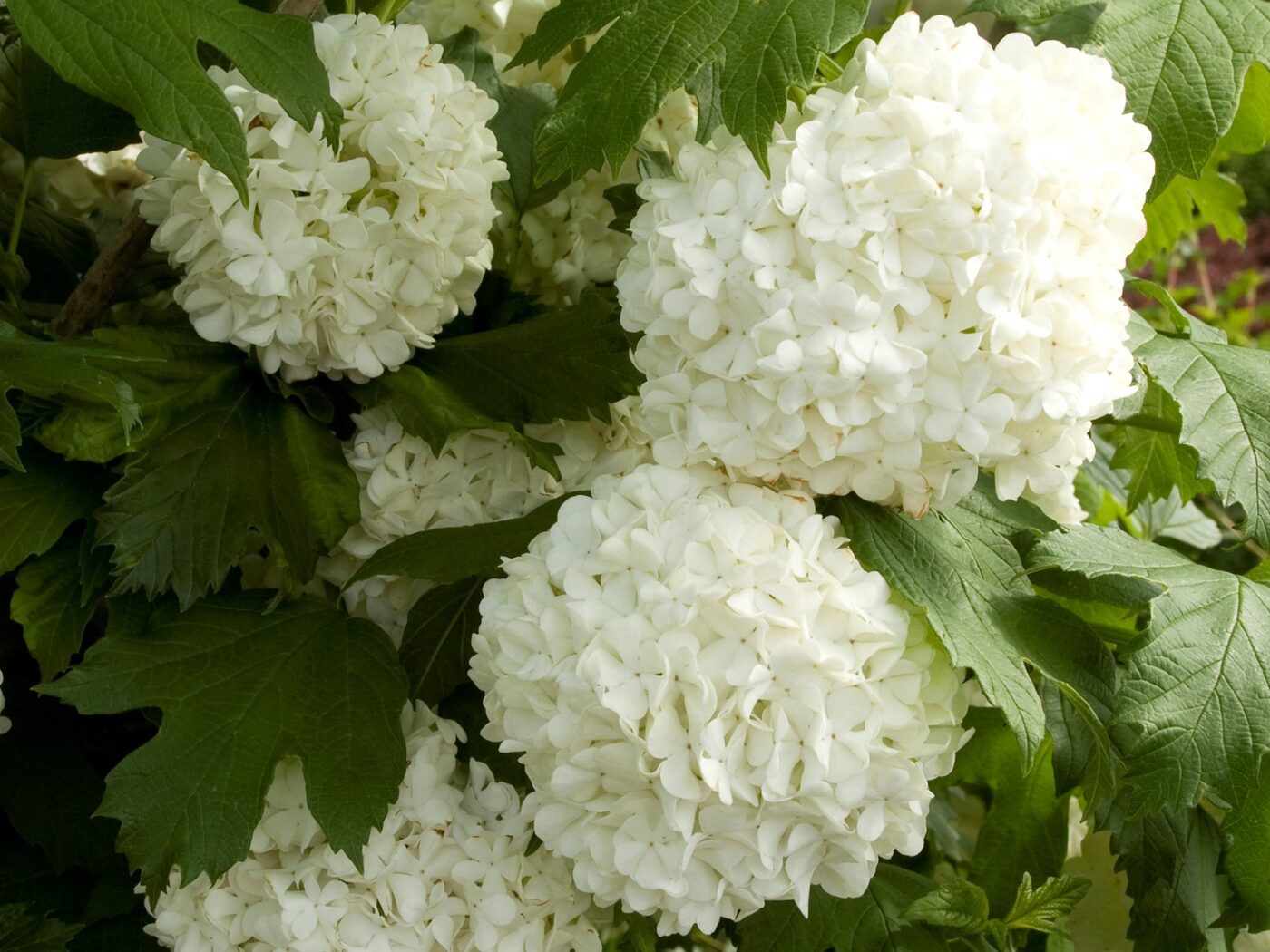 Viburnum Eastern Snowball Campbell S Nursery