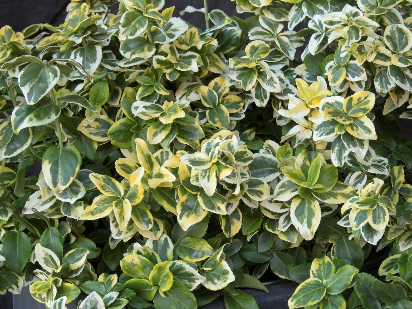 Euonymus, Golden Prince - Campbell's Nursery