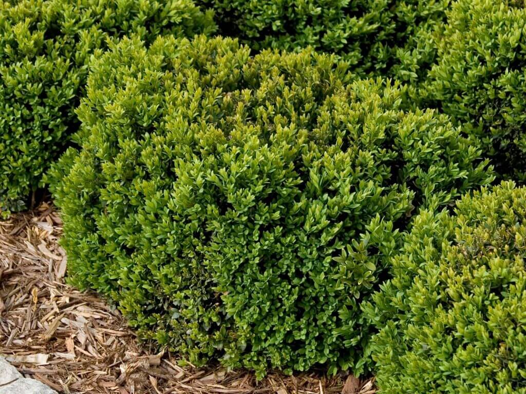 Boxwood, Green Velvet