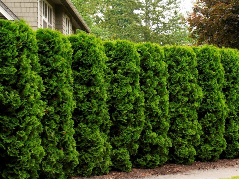 Arborvitae, Holmstrup - Campbell's Nursery