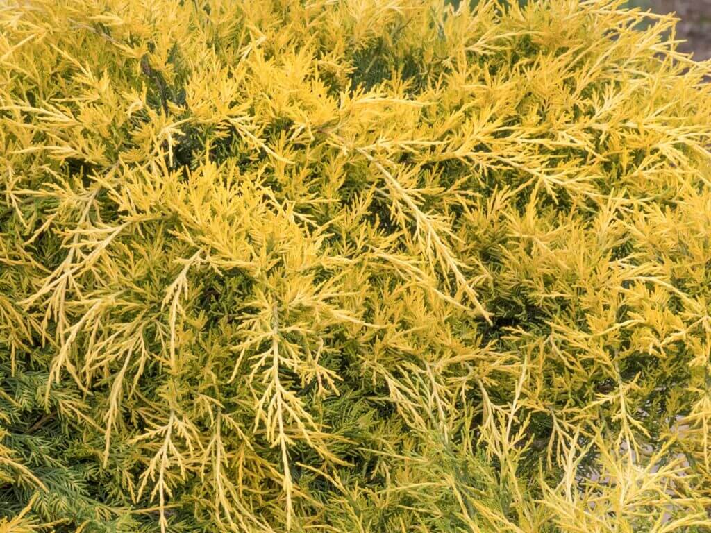 Juniper, Sea of Gold - Campbell's Nursery