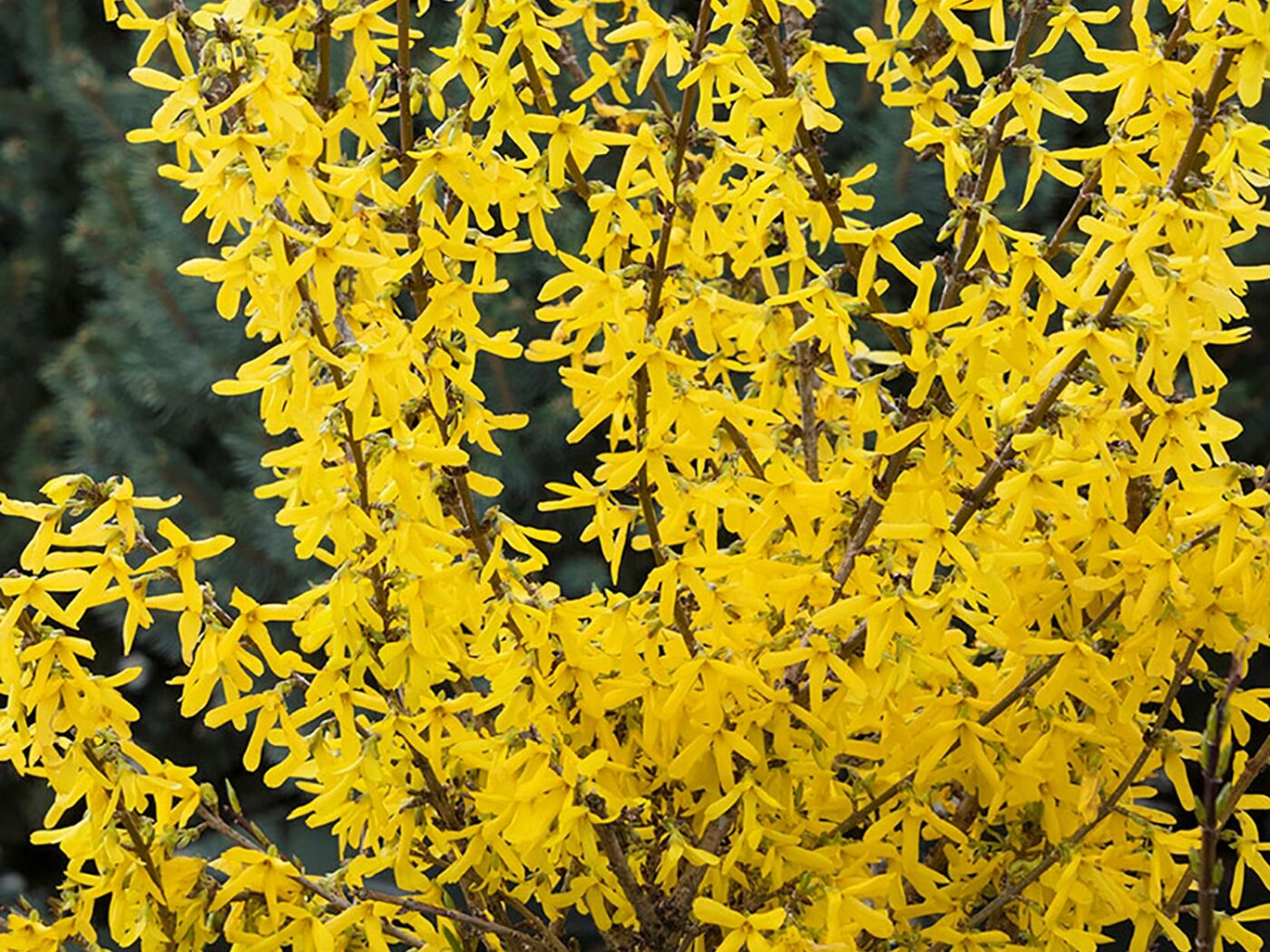 Forsythia, Springshine - Campbell's Nursery