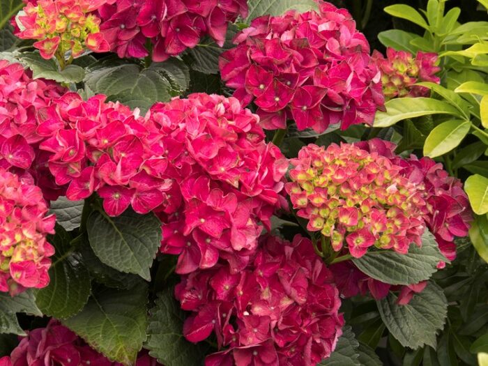 Hydrangea, Seaside Serenade Cape Hatteras - Campbells Nursery